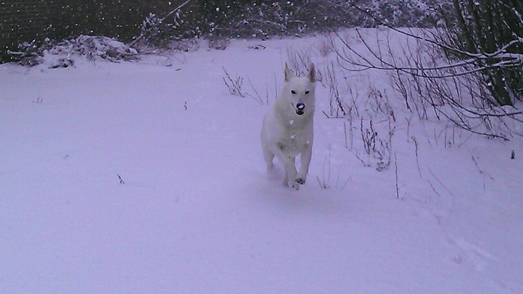 Winter in Tiel